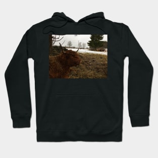 Scottish Highland Cattle Cow 2313 Hoodie